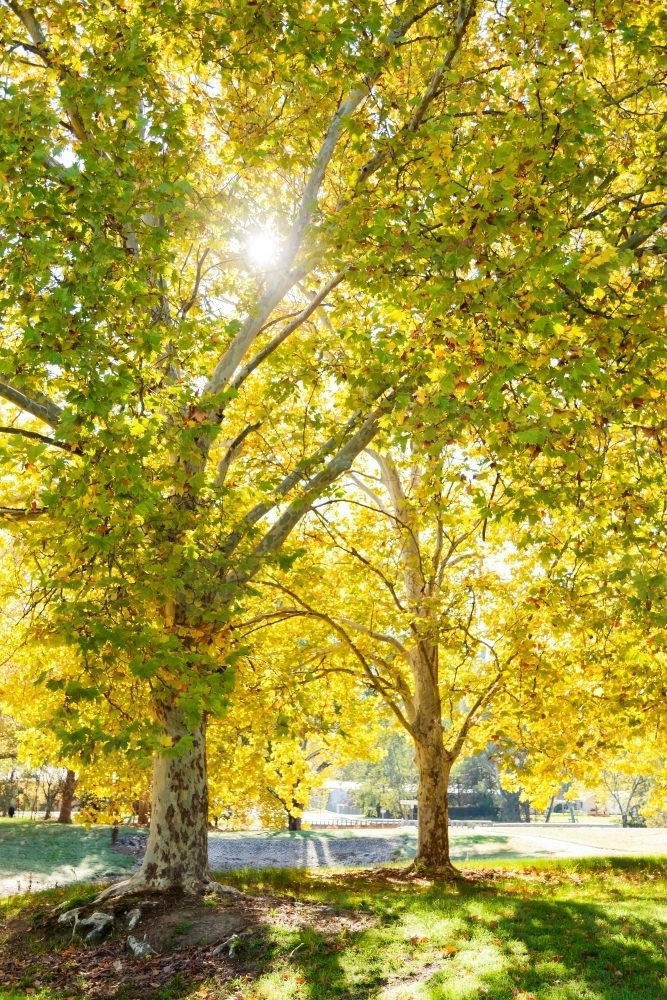 Sun flare through backlit golden yellow autumn trees - Australian Stock Image