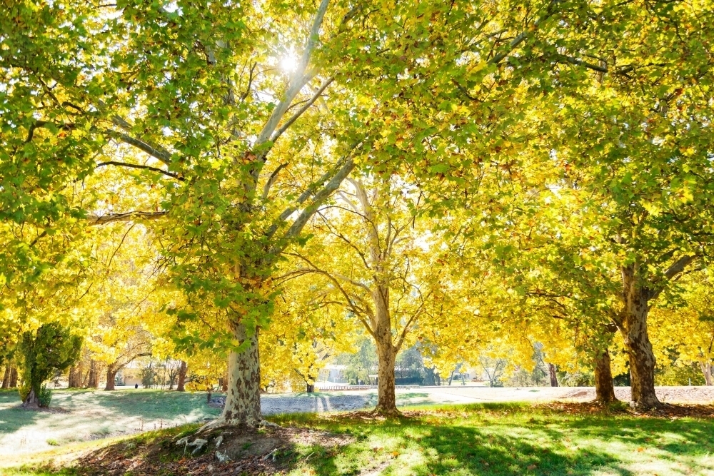 Sun flare through backlit golden yellow autumn trees - Australian Stock Image