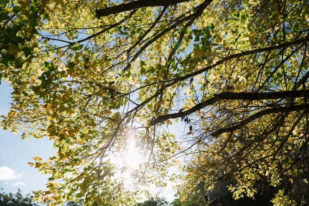 Sun gleaming through the trees green leaves - Australian Stock Image