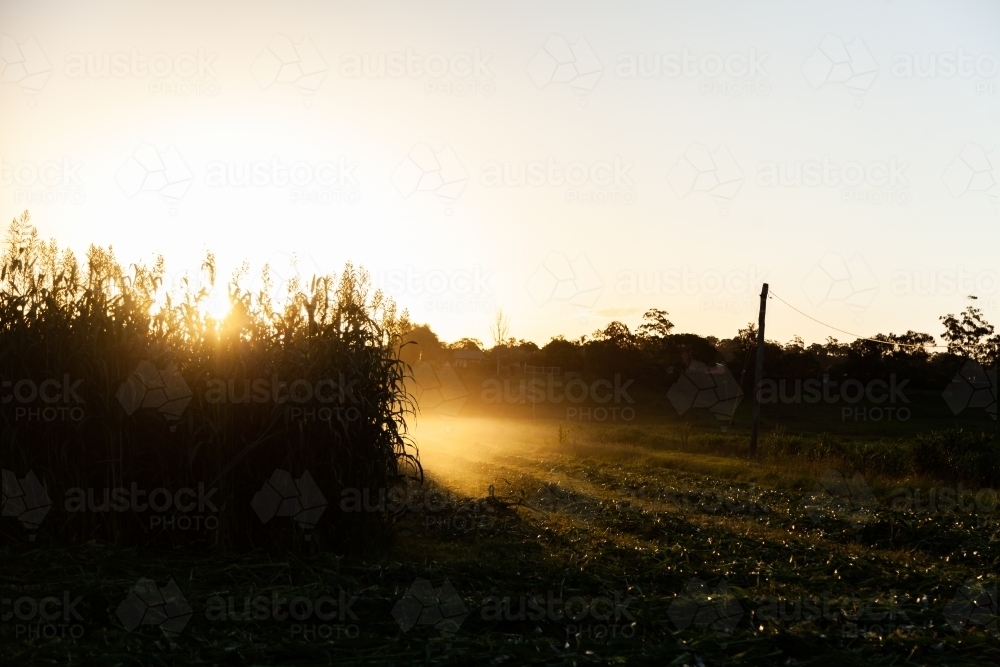 Sun rays and dust at sunset over paddock of forage crop on farm - Australian Stock Image