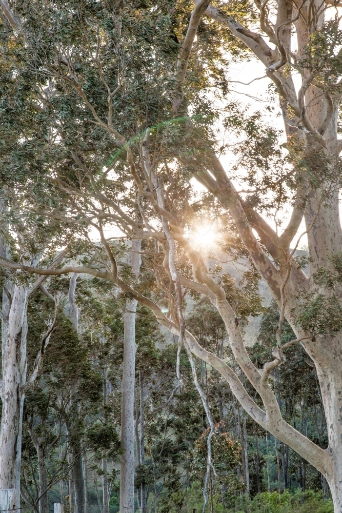 Sun rays shining through gum trees in the mountains - Australian Stock Image