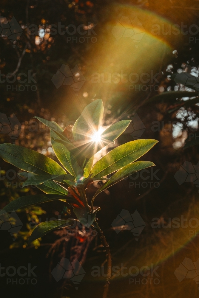 Sun rays through a young plant in the bush - Australian Stock Image