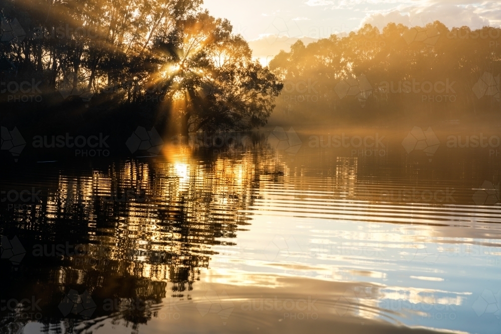 sun rays through gum trees in wetlands - Australian Stock Image