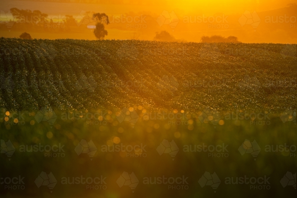 Sun sets over field of Beckom wheat - Australian Stock Image