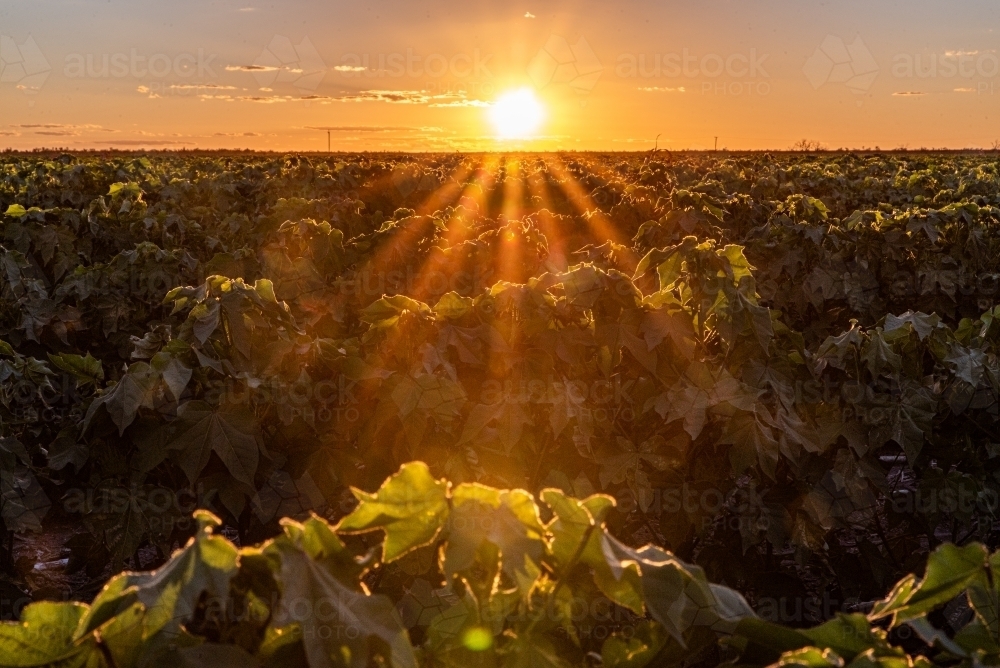 Sun Setting over green Cotton Crop - Australian Stock Image