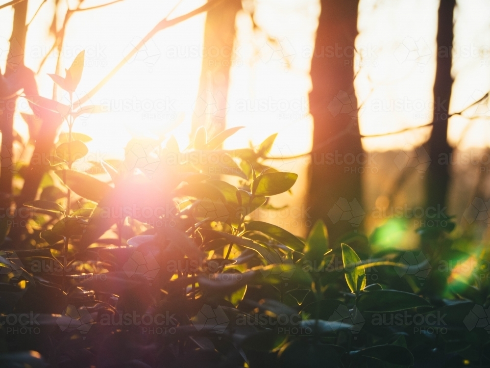 Sun setting over some plants with lens flare - Australian Stock Image