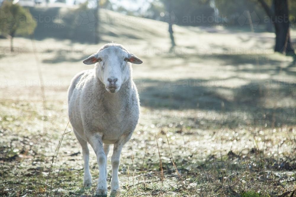 Sun shining from behind lone sheep in paddock on cold morning - Australian Stock Image