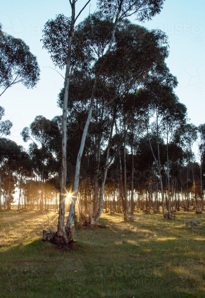 Sun shining through gum trees - Australian Stock Image