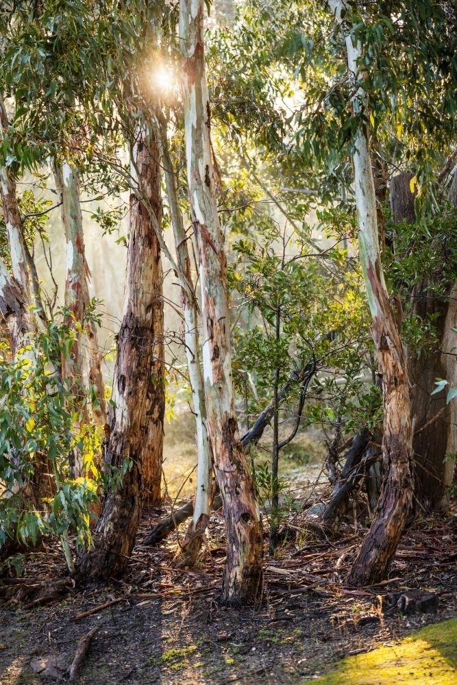 sun shining through gum trees - Australian Stock Image