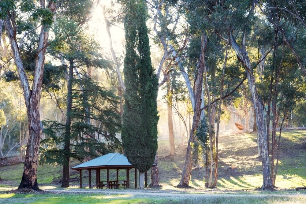 Sun shining through trees at picnic ground - Australian Stock Image