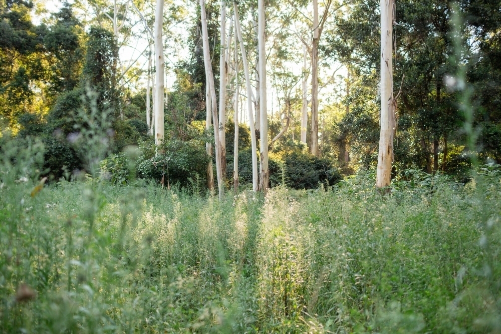 Sun through green aussie bush - Australian Stock Image