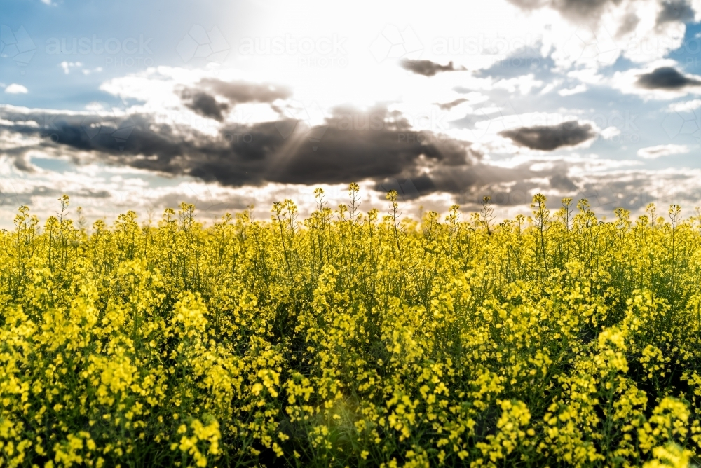 Sunbeams pierces through the clouds over the rapeseed field. - Australian Stock Image