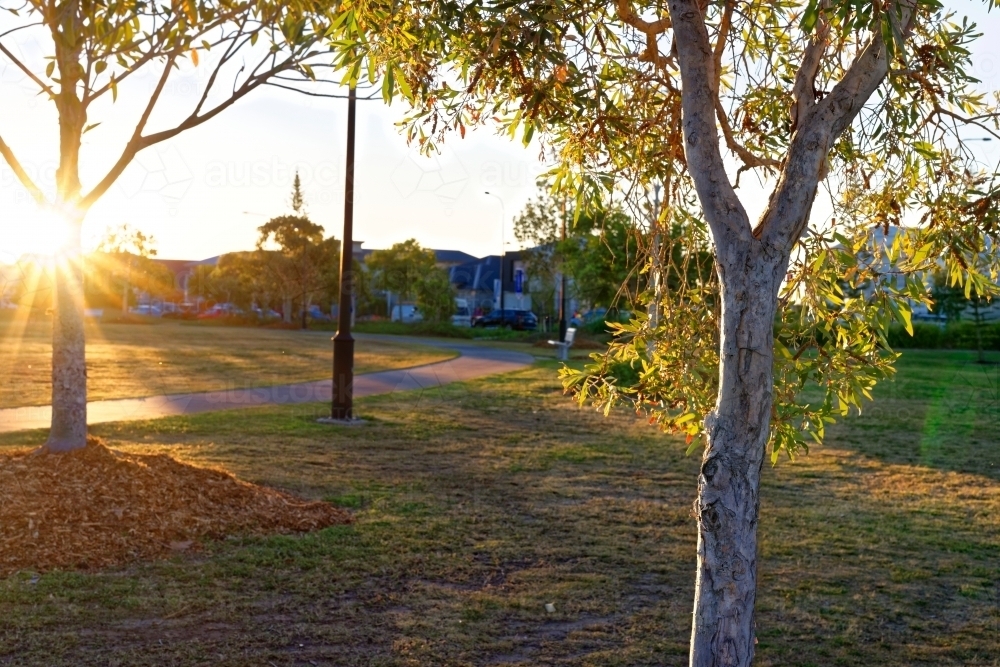 Sunflare golden hour at an empty urban park with trees and houses in the background - Australian Stock Image