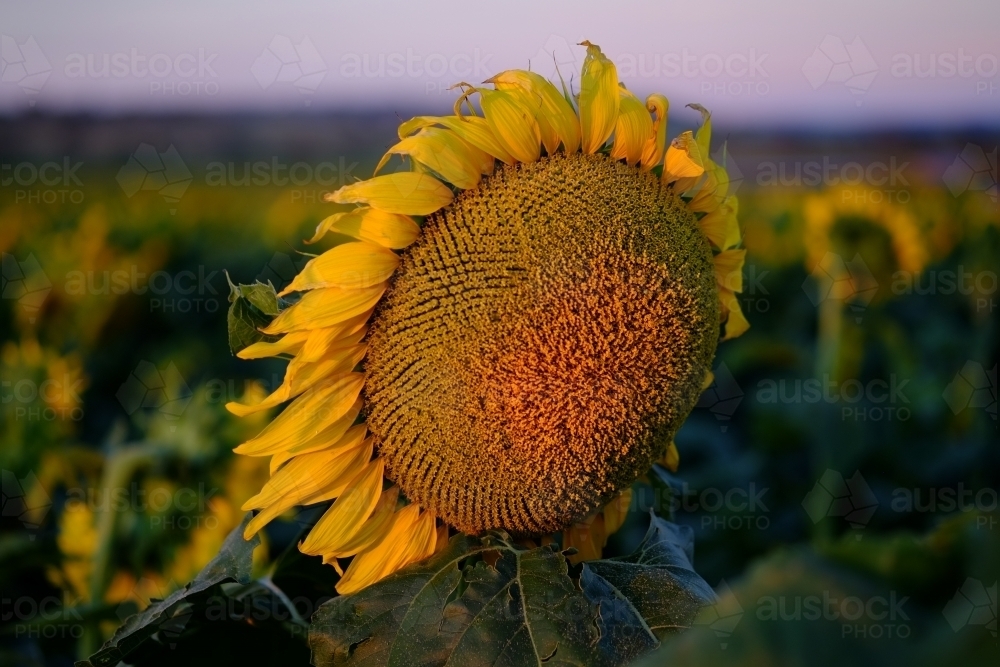 Sunflower at Allora - Australian Stock Image