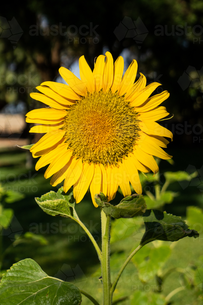 Sunflower - Australian Stock Image