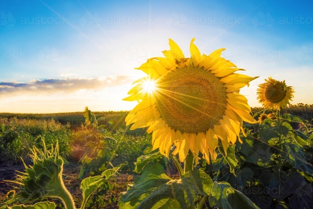 Sunflower facing camera with sun rays shining through - Australian Stock Image