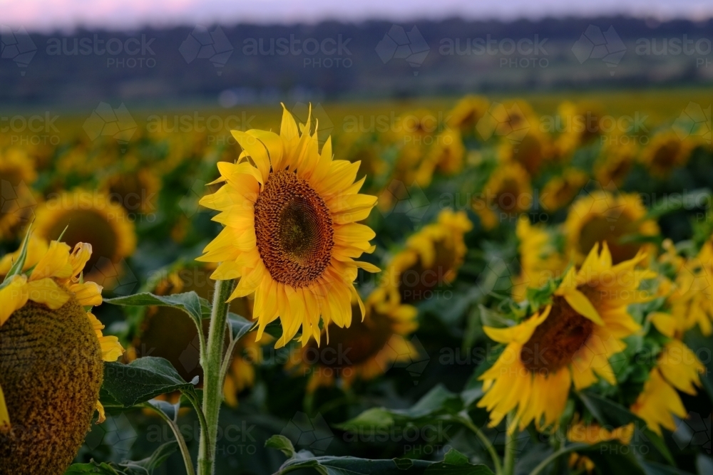 Sunflower field at Allora - Australian Stock Image