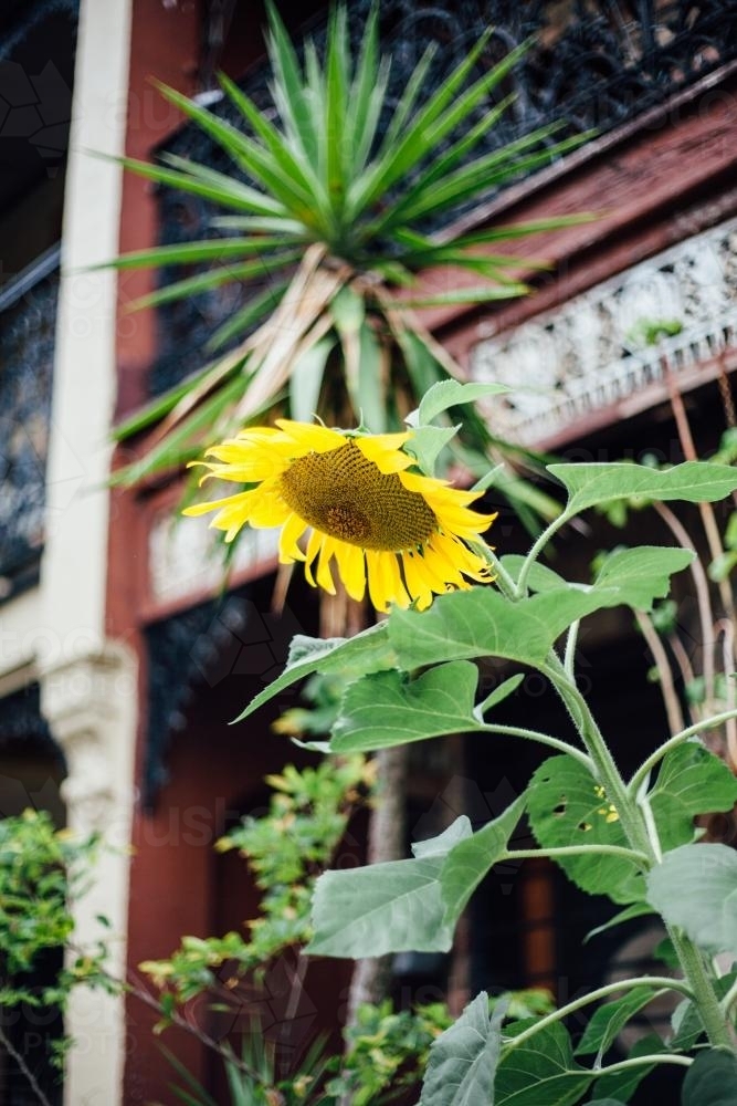 Sunflower outside Terrace House - Australian Stock Image