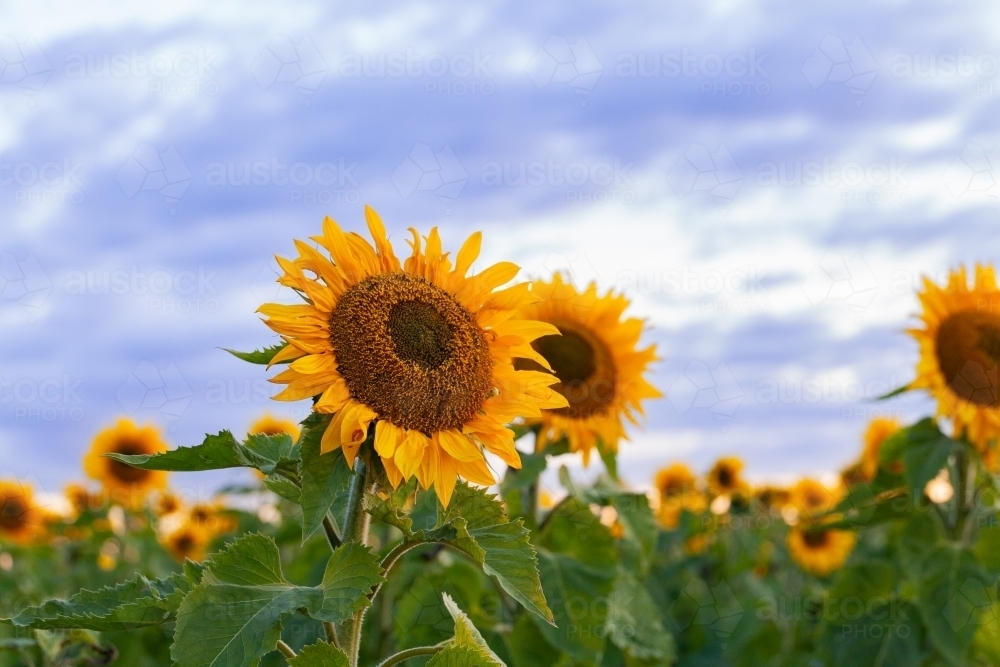 Sunflower paddock in dusk light of sunset - Australian Stock Image