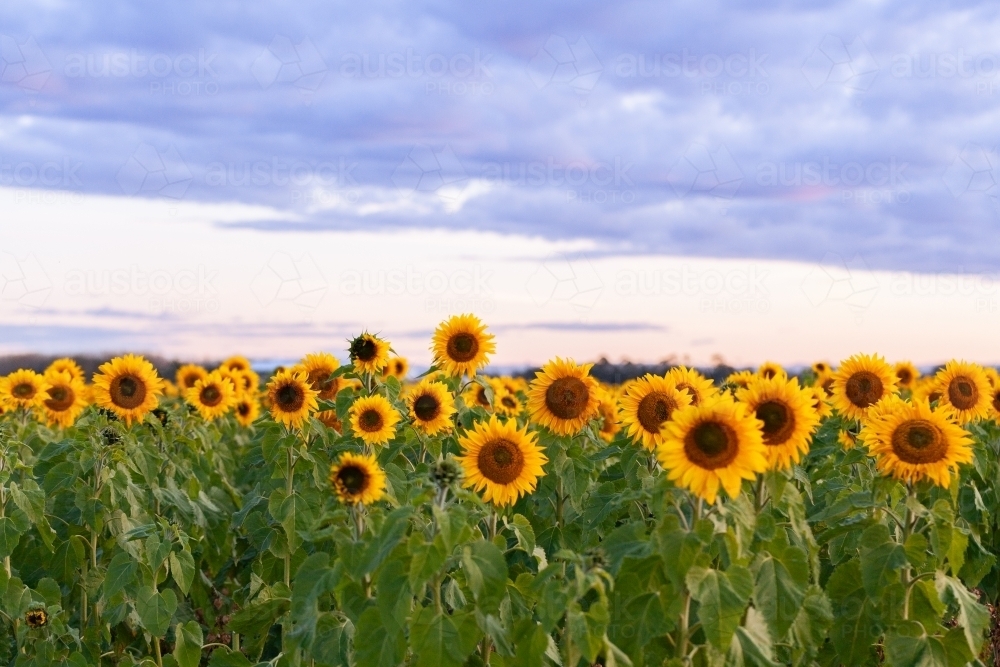 Sunflower paddock in dusk light of sunset - Australian Stock Image