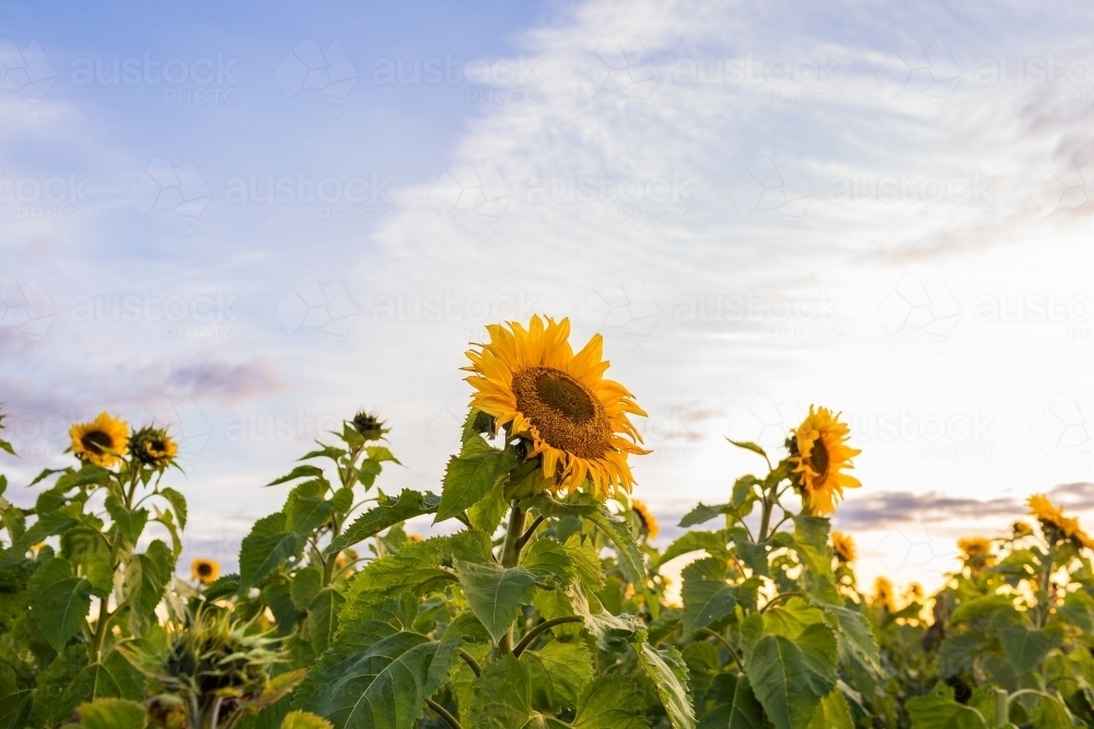 Sunflower paddock in dusk light of sunset - Helianthus crop - Australian Stock Image