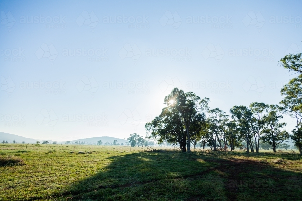 Sunlight behind Aussie gum trees in farm paddock - Australian Stock Image