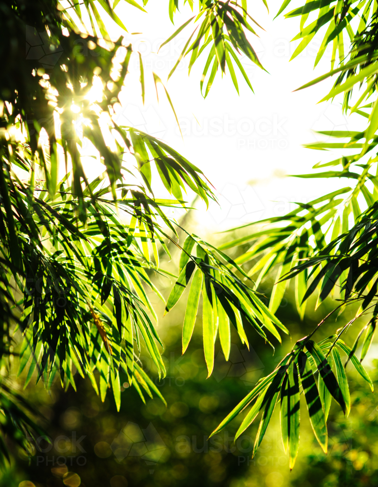 Sunlight filtering through the vibrant bamboo leaves. - Australian Stock Image