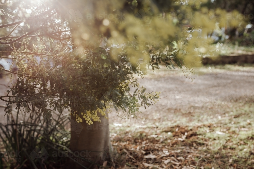 Sunlight filtering through wattle plant's leaves. - Australian Stock Image