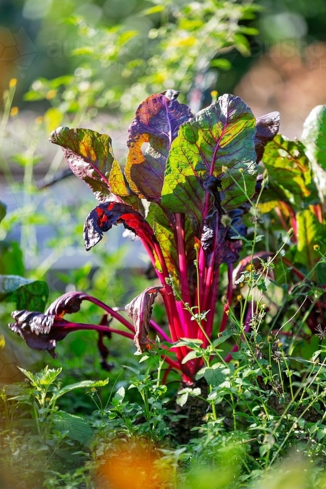 Sunlight on vegetables growing in the garden - Australian Stock Image