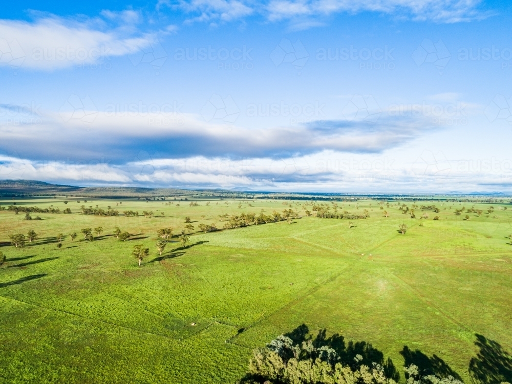 Sunlight over green paddocks of rotational grazing farm - Australian Stock Image