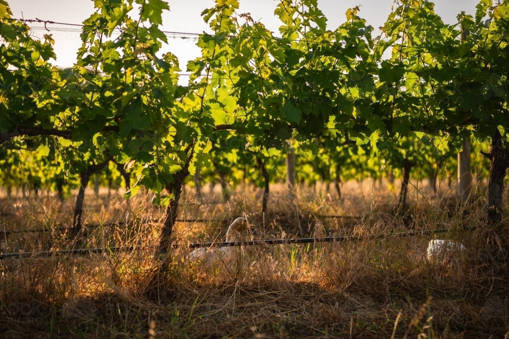 Sunlight shining through grapevines with ducks in grass - Australian Stock Image