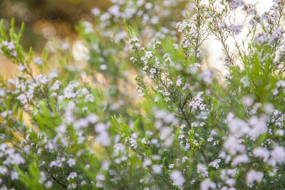 Sunlight shining through leaves and flowers on green bush - Australian Stock Image