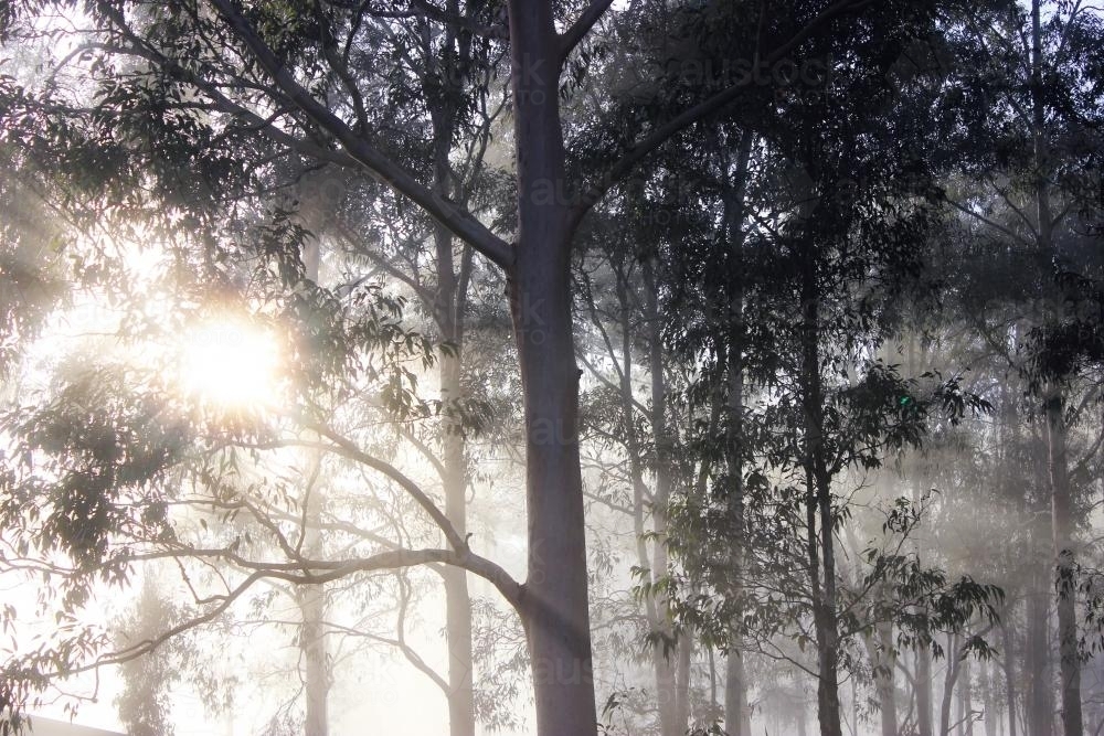 Sunlight Streaming Through Gum Trees and Early Morning Fog - Australian Stock Image