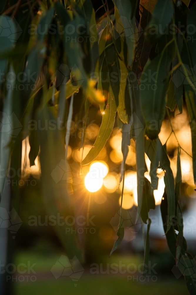 Sunlight through eucalyptus leaves - Australian Stock Image