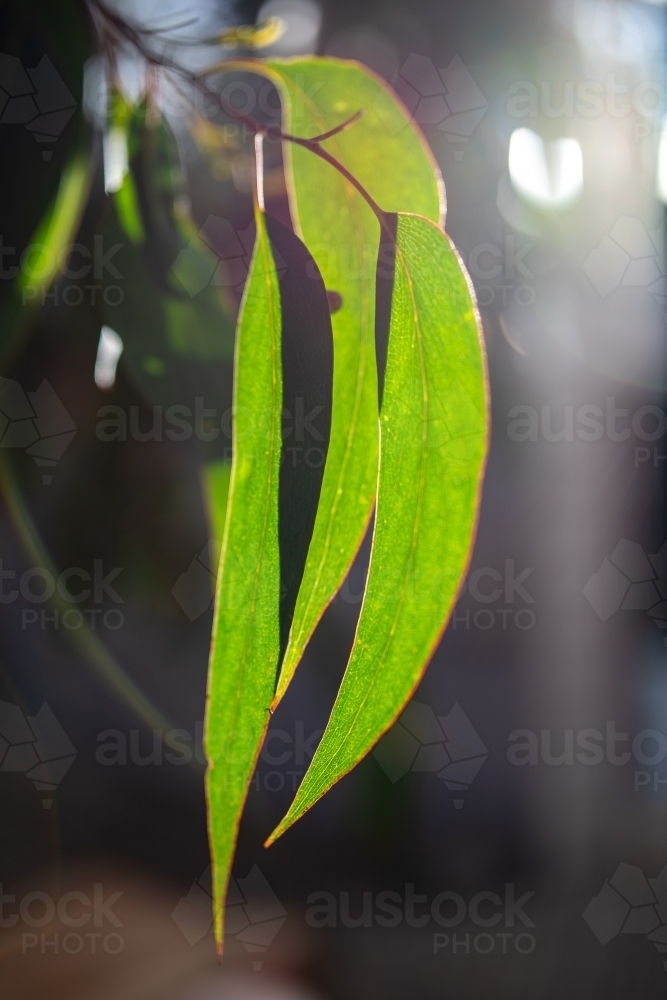 sunlight through gum leaves - Australian Stock Image