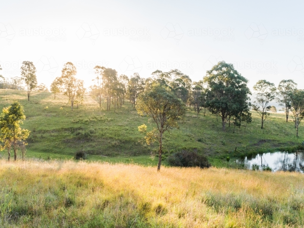 sunlight through gum trees in paddock with farm dam - Australian Stock Image