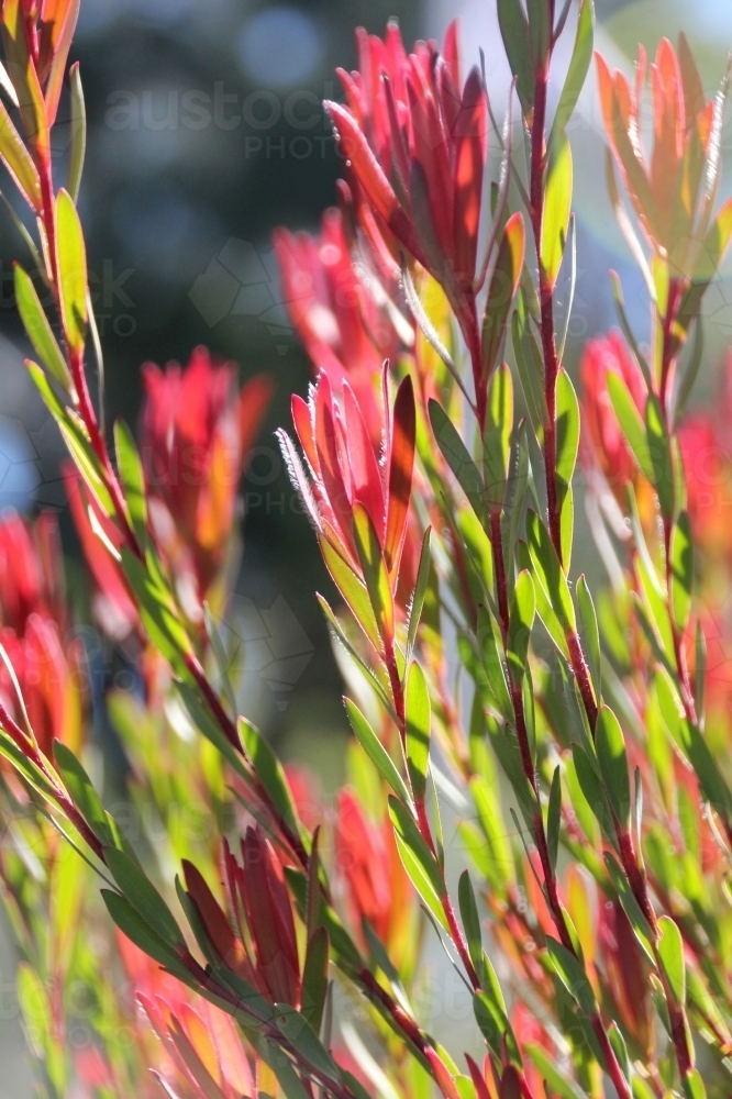 Sunlight through leucadendron plant - Australian Stock Image