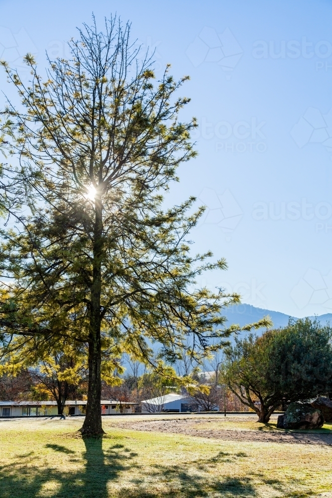 Image of Sunlight through tall silky oak tree in morning Austockphoto