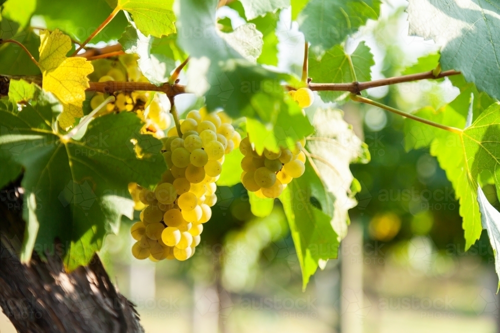 Sunlight through white grapes in vineyard - Australian Stock Image