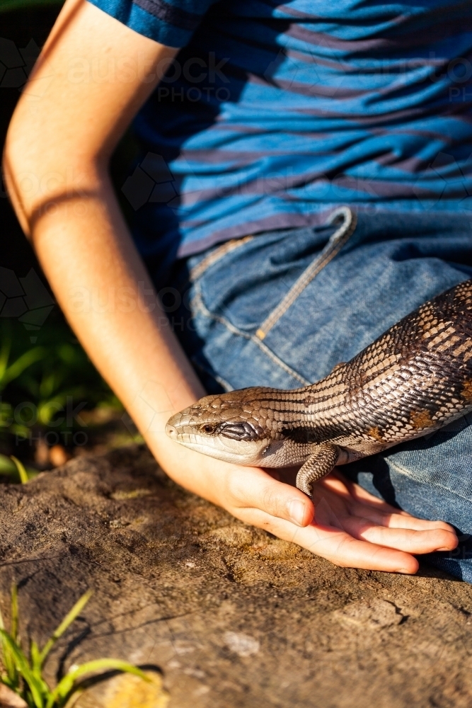 Sunlit blue tongued lizard and boy sitting on rock - Australian Stock Image