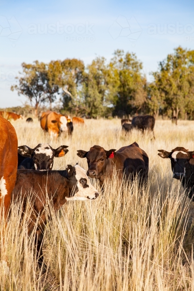 Sunlit cattle in paddock with young calves - Australian Stock Image