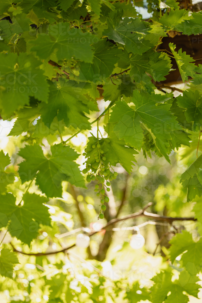 Sunlit grapevines with lush leaves and grape clusters - Australian Stock Image