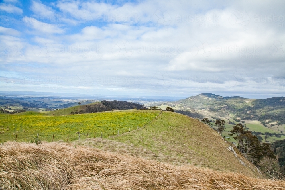 Sunlit paddock with golden fireweed growing in the hills - Australian Stock Image