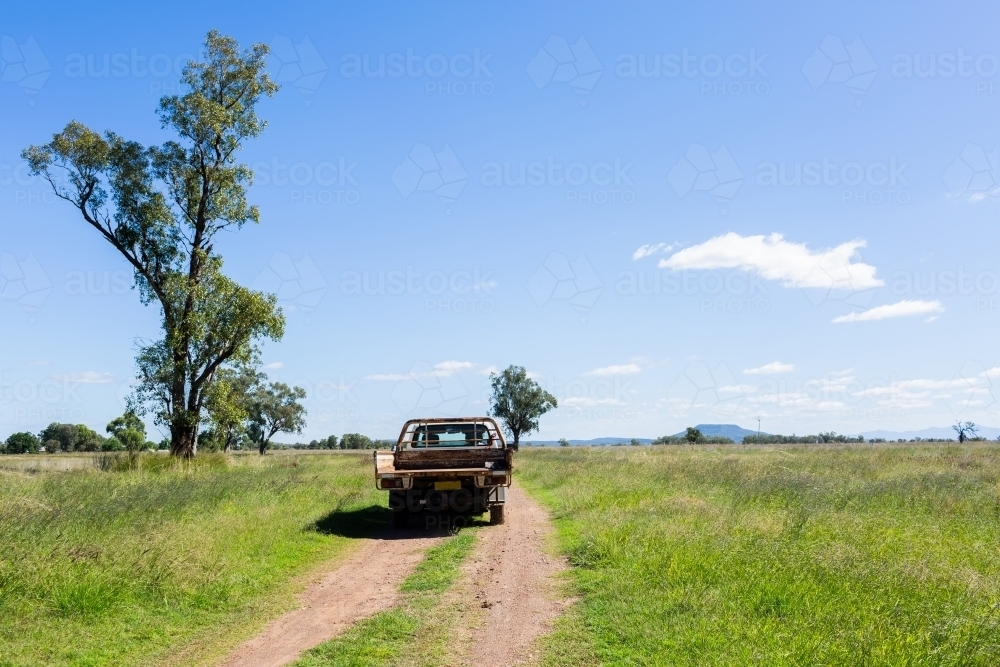 Sunlit ute driving up farm driveway through paddocks on australian farm - Australian Stock Image