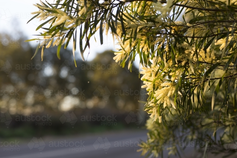 Sunlit wattle tree - Australian Stock Image