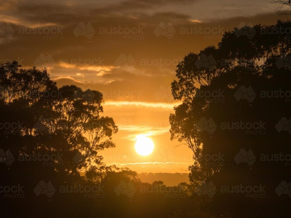 Sunrise between silhouetted trees - Australian Stock Image