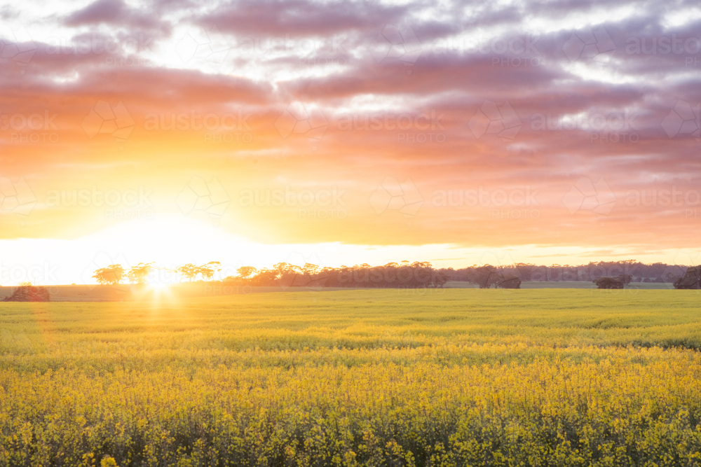 Sunrise over canola crop - Australian Stock Image