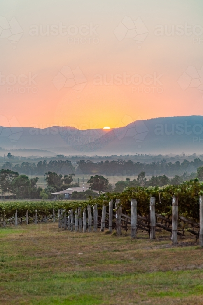 Sunrise over vineyard and hills in the hunter valley - Australian Stock Image