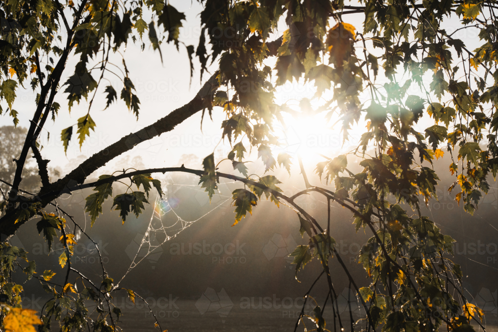 Sunrise through foliage with spiderweb - Australian Stock Image