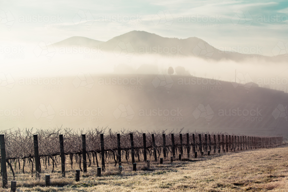 Sunrise with fog on a cold winter's morning in the Yarra Valley, Victoria, Australia - Australian Stock Image
